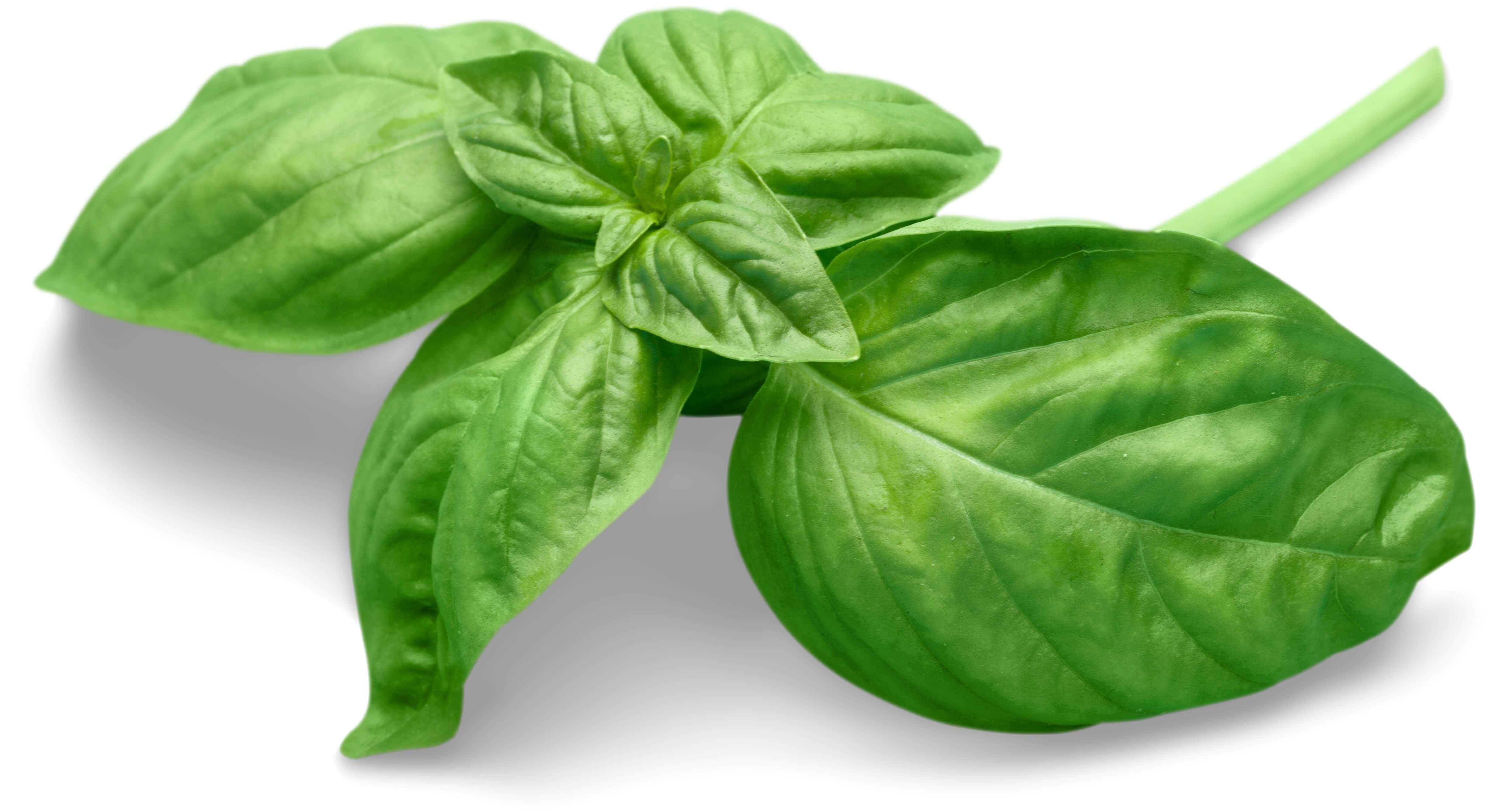 Basil is a delicious and healthy berb used in making pesto, salads, Bruschetta. Often served with tomatoes, but equally popular in egg, poultry and vegetable dishes.