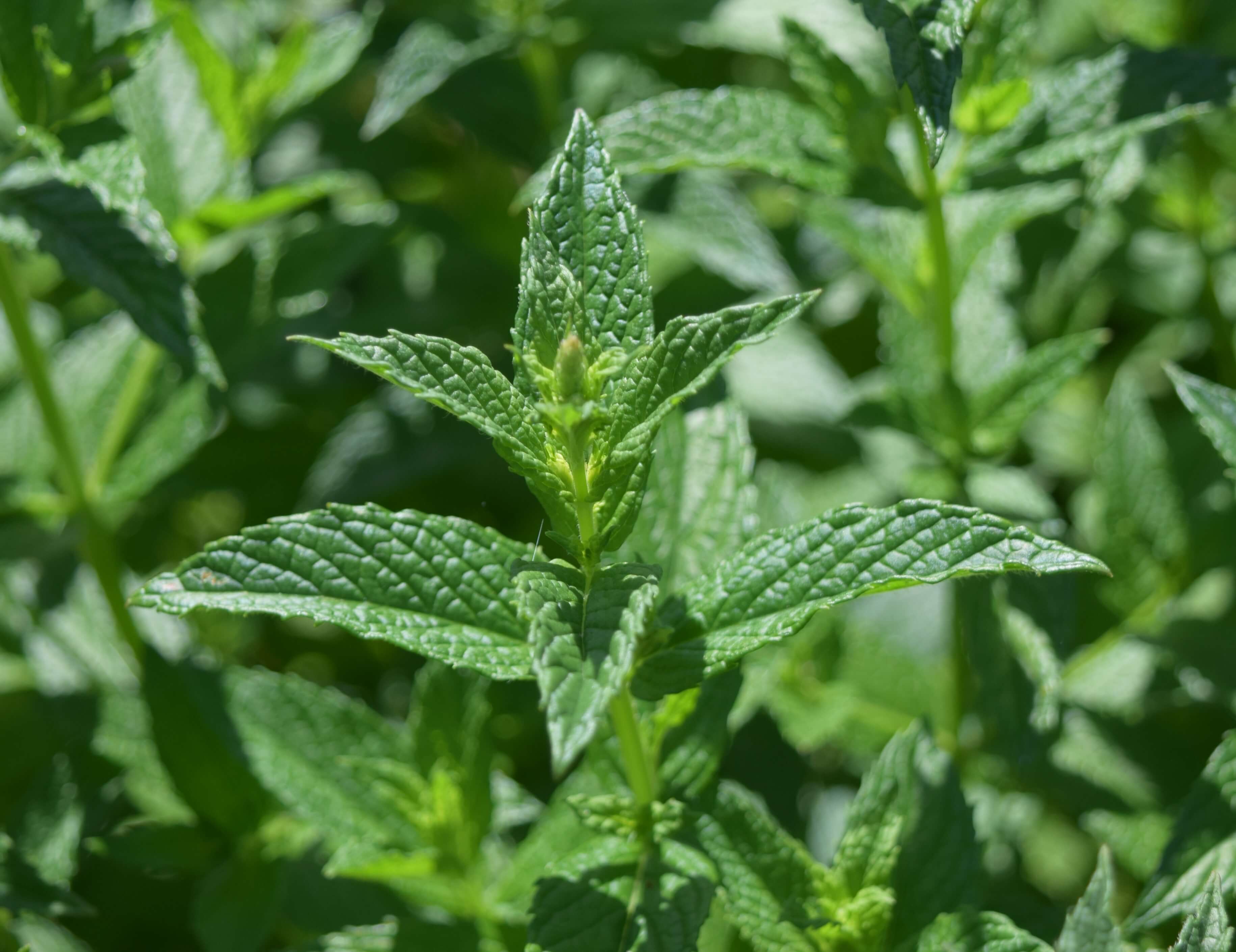 Mint has been cultivated and used in healing and culinary arts dating back to ancient Greece and Rome. It has been found in Egyptian tombs, and was included in rituals used by ancient Assyrians to invoke their fire god.