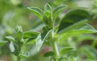 Oregano is another excllent culinary herb full of healing immune boosting compounds. Pungent and delicious, it is also very easy to grow.