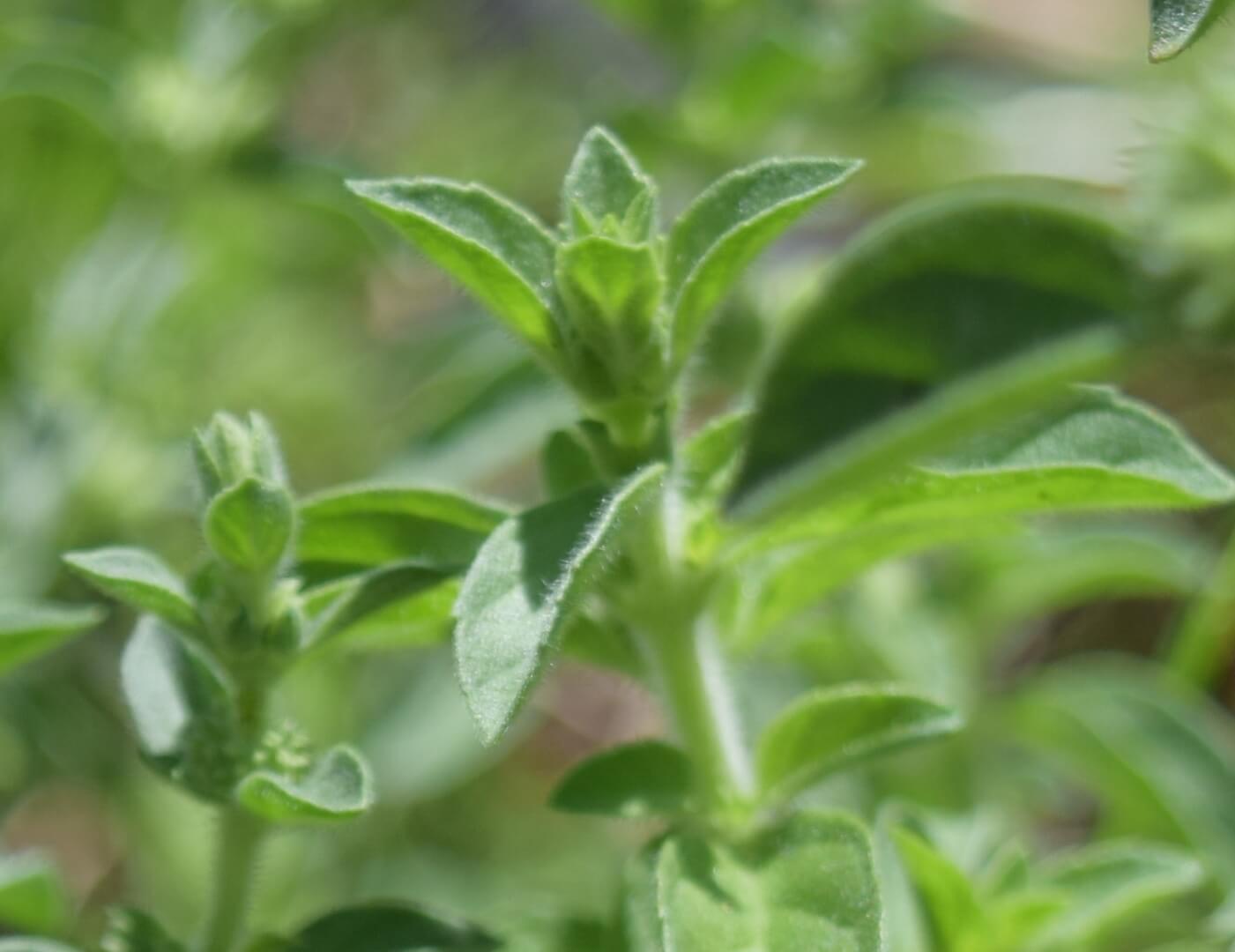 Oregano is another excllent culinary herb full of healing immune boosting compounds. Pungent and delicious, it is also very easy to grow.