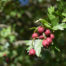 hawthorn berries on tree closeup