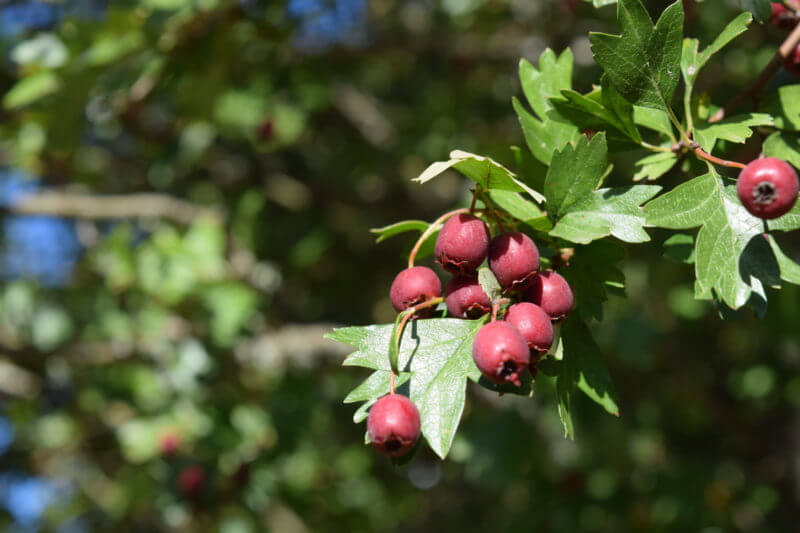 hawthorn berries on tree closeup