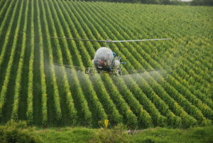 Helicopter applying chemical spray to crops. Glyphosate or roundup used in modern agricultural spraying.