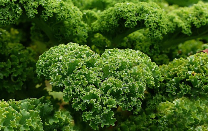 Kale was never tested by the USDA from 2009 to 2016.. But the pesticide levels in conventional kale skyrocketed.
