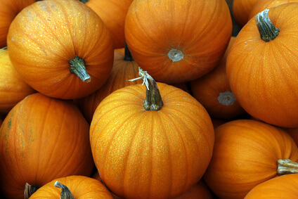 abundant October pumpkins