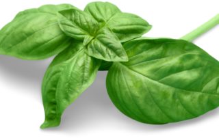 Basil is a delicious and healthy berb used in making pesto, salads, Bruschetta. Often served with tomatoes, but equally popular in egg, poultry and vegetable dishes.