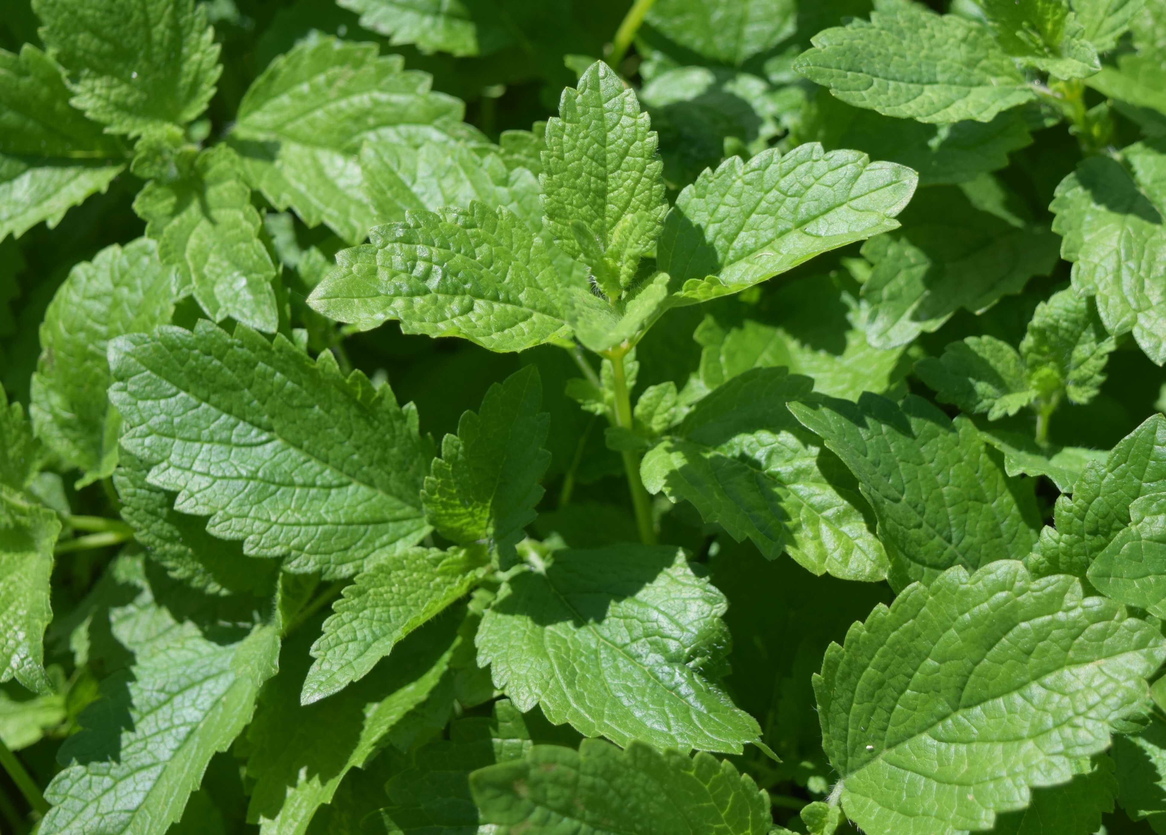 Also known as lemon balm, Melissa is a lemon flavored herb which has historically been associated with the honey bee. In fact, the ancient Greek word from which it derives translates as 'honeybee'. In the classic Greek mythology, Amalthea's sister Melissa fed honey to the infant Zeus. As its historical roots imply, it is a favorite plant of the honey bee and whereever it is planted, honey bees will soon arrive.