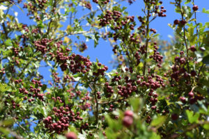 hawthorn tree branches loaded with berries