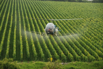 Helicopter applying chemical spray to crops.