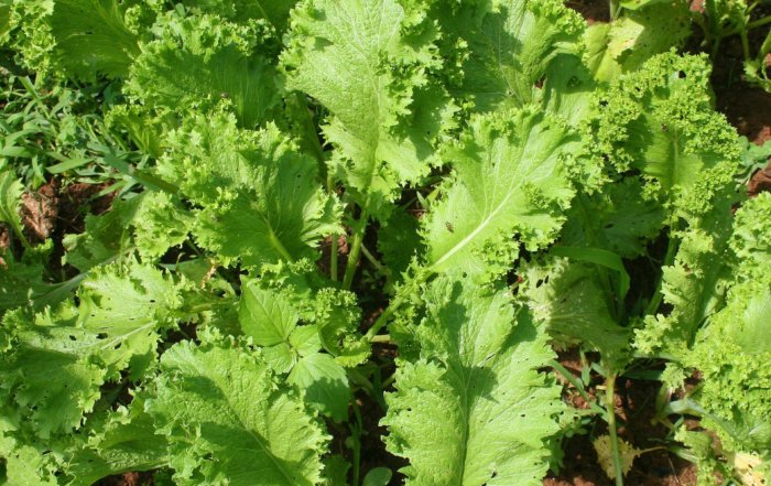 Mustard greens: a healthy early spring green. Spicy and pungent raw, sweet and succulent steamed.
